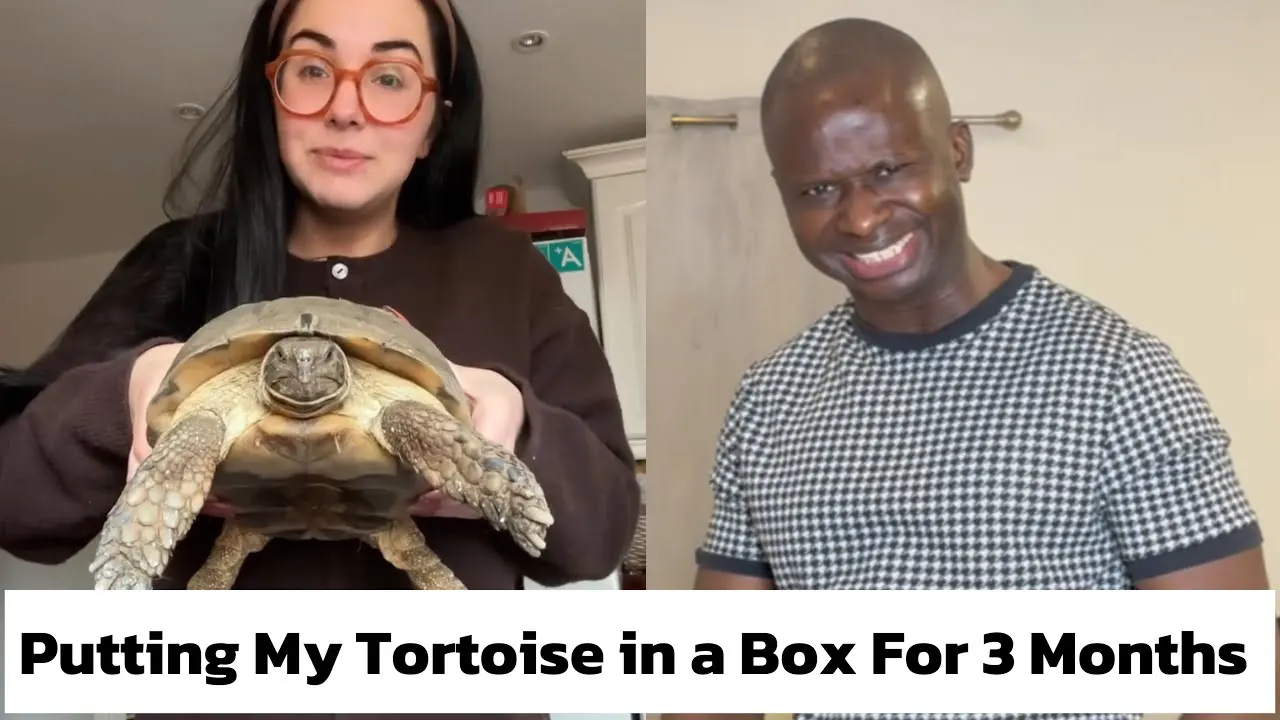 MaximBady - Putting My Tortoise in A Box For 3 Months